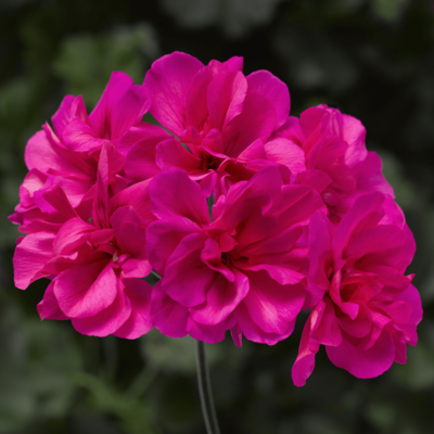 70069789-flower.png
