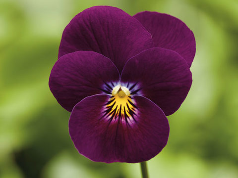 Product Spotlight - Do it Right! Viola and Pansy