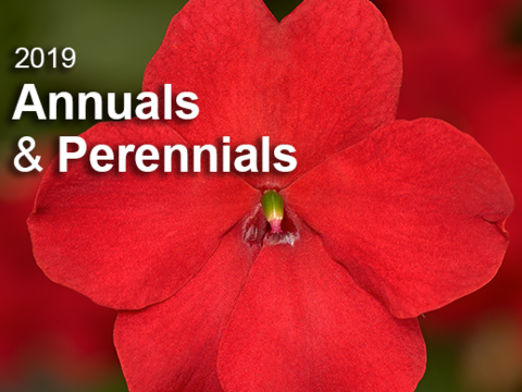 Annuals & Perennials Catalogue 2019