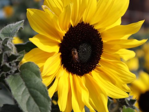 Sunfinity bee