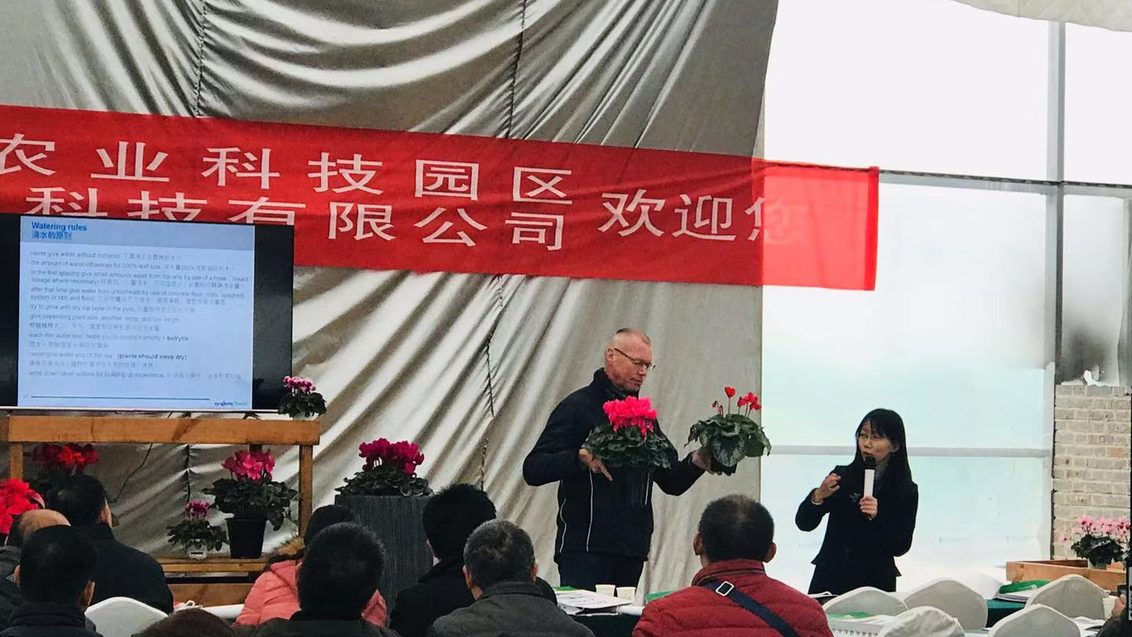 Phoebe Xie and Gerard Werink showing new Cyclamen assortment to Dahan customers in Chengdu China