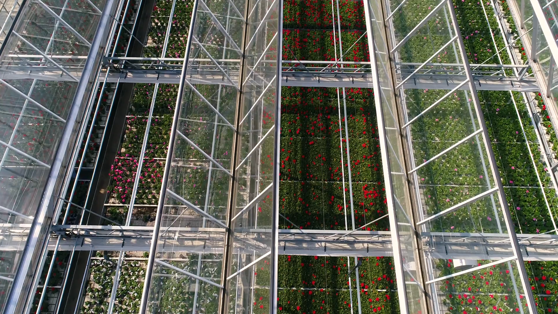 Greenhouse of Syngenta Flowers