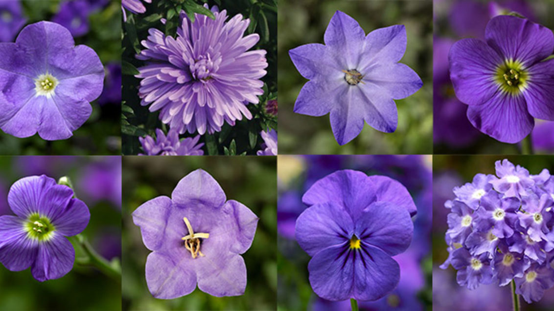 Syngenta Flowers in Very Peri colour