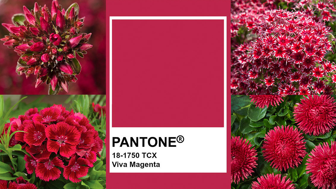 Express yourself this year with Pantone's 'Viva Magenta'!
