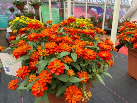 Syngenta Flowers Show India 2023