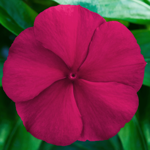 70092223-flower.png