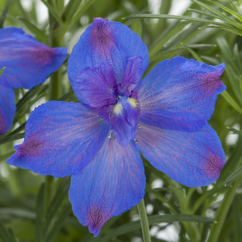 70092103-flower.png