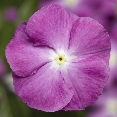 70018333-flower.png