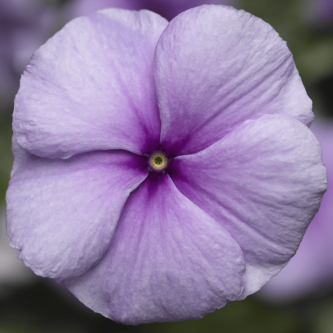 70018358-flower.png