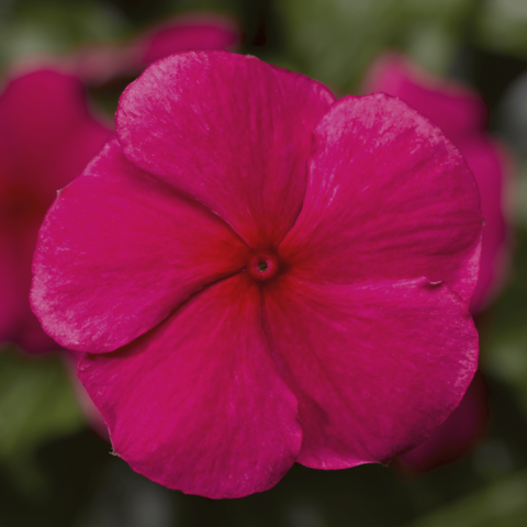 70018328-flower.png