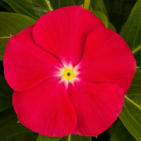 70001128-flower.png
