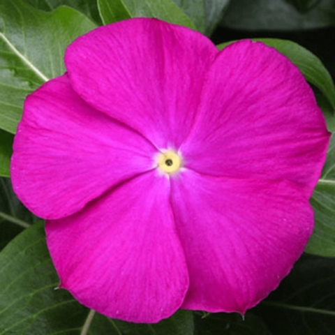 70006501-flower.png