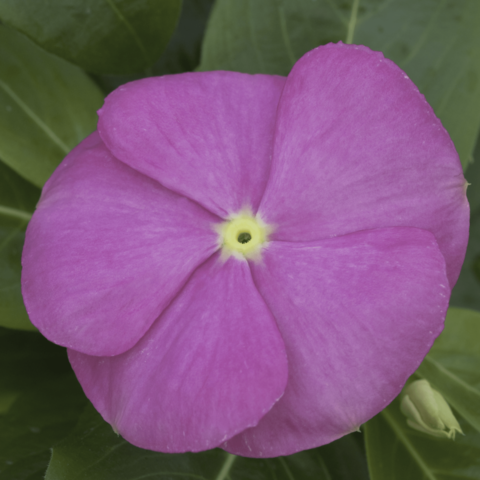 70018320-flower.png