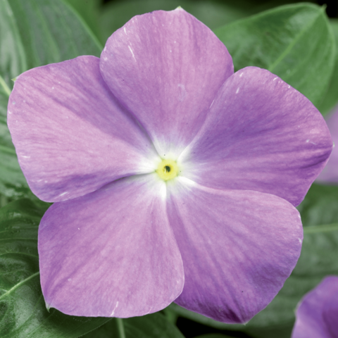 70006505-flower.png