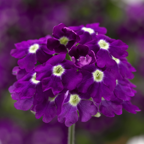 70083031-flower.png