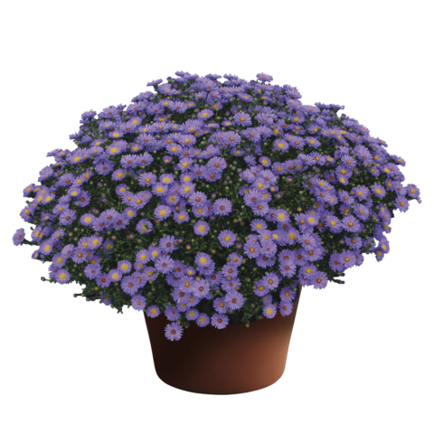 70018144-flower.png