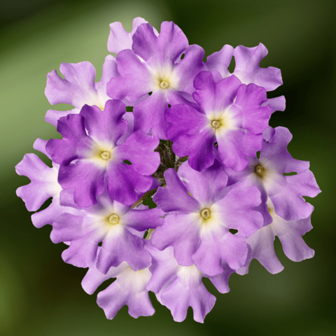70083038-flower.png