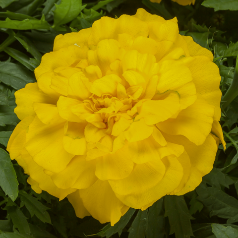 70092037-flower.png