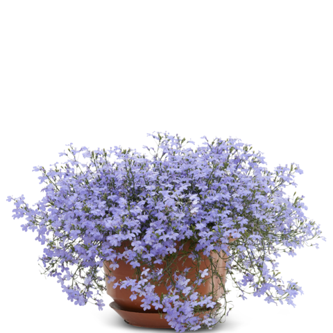 70003819-flower.png