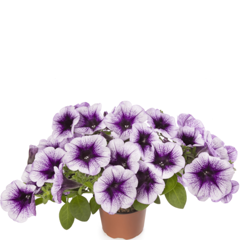 70091575-flower.png