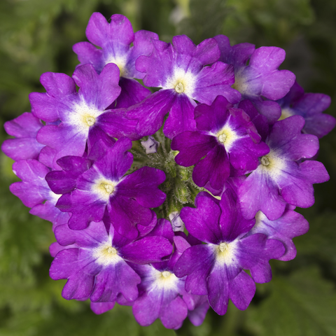 70083054-flower.png