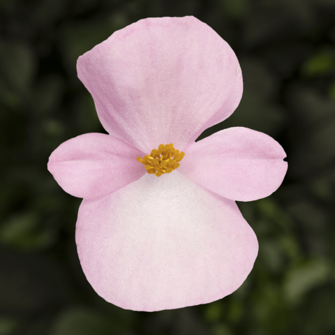 70080127-flower.png