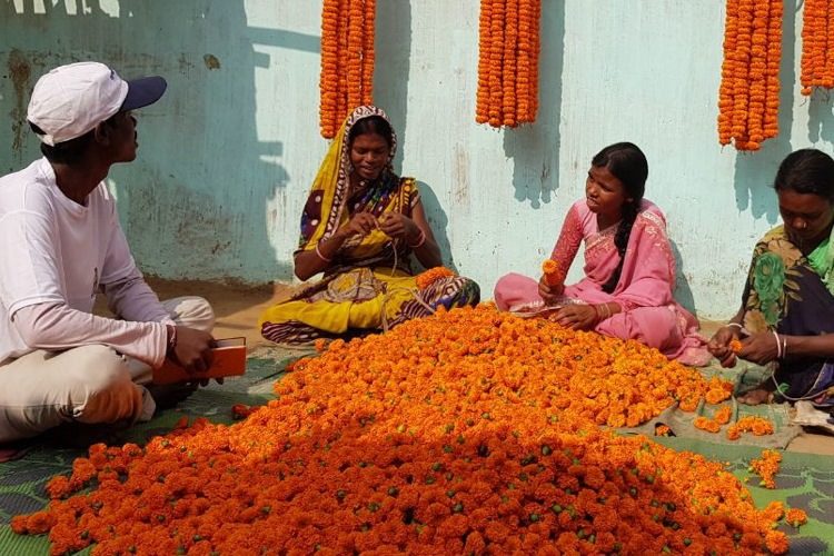 Syngenta Flowers marigold India