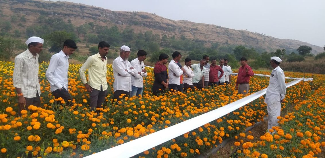 Indian growers in Syngenta Marigold trial