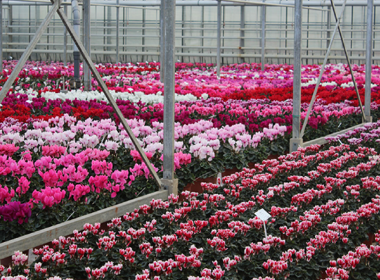 Greenhouse with cyclamen