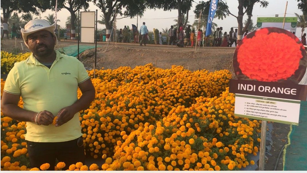 Syngenta Flowers marigold India trials Indi Orange