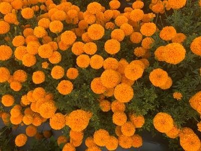 Syngenta Flowers Marigold Indi Orange