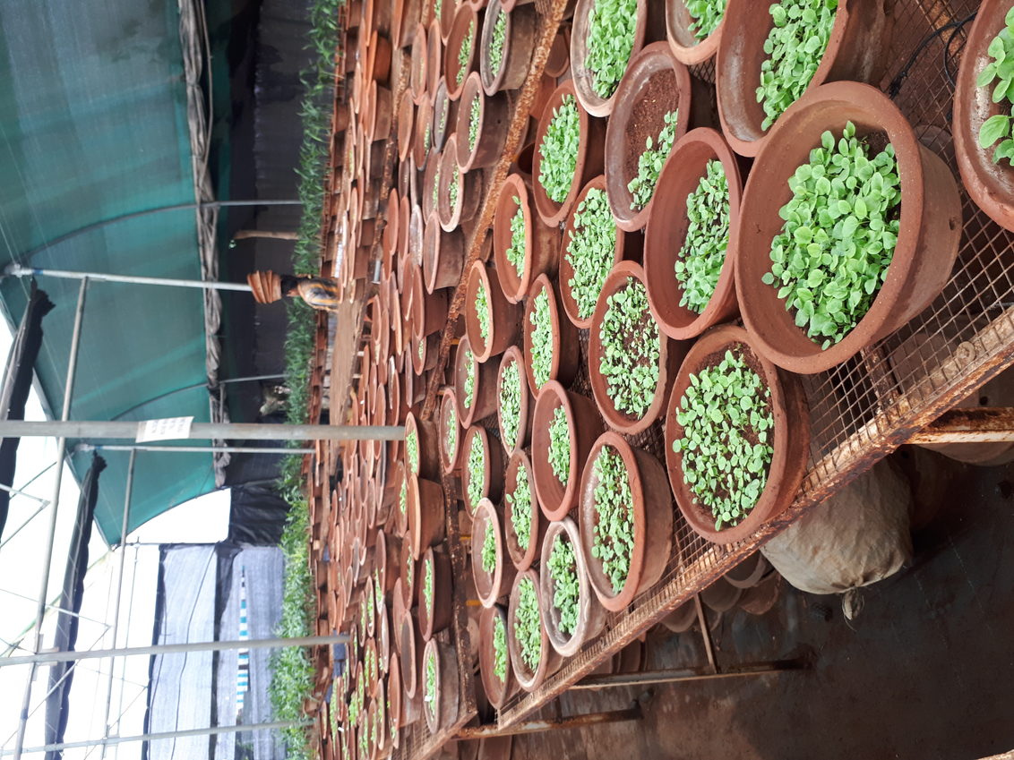 Young plant production India pot flowers
