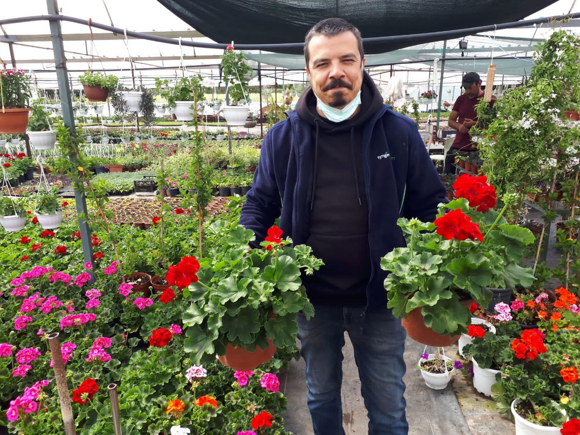 Syngenta Flowers Key Account Manager Can Erol holding Calliope L Dark Red in a grower facility
