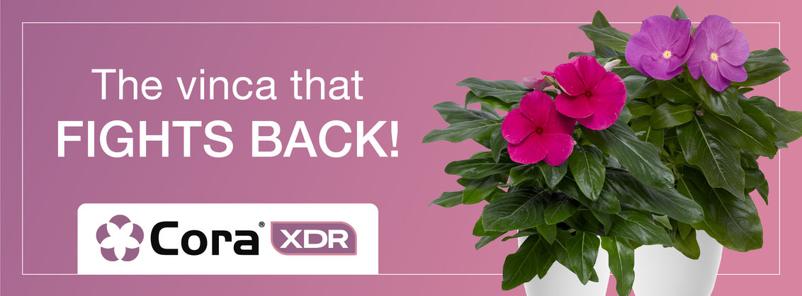 The Vinca that fights back - Cora XDR