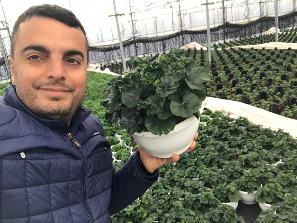 Akbulut Süs Bitkileri - Yüksel Akbulut Yalova Turkey presenting Ivy League Pelargonium Geranium 1