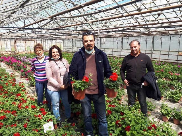 Can Erol shows Pelargonium Calliope M together with growers of Izmir Metropolitan Municipality