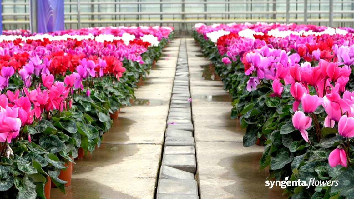 Syngenta Flowers Cyclamen - greenhouse concrete floor