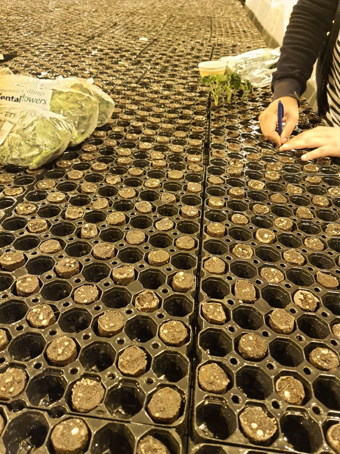 Calliope pelargonium plugs in a tray Turkish grower