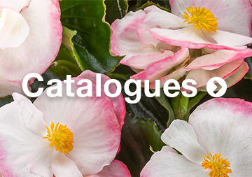 Syngenta Flowers Catalogues
