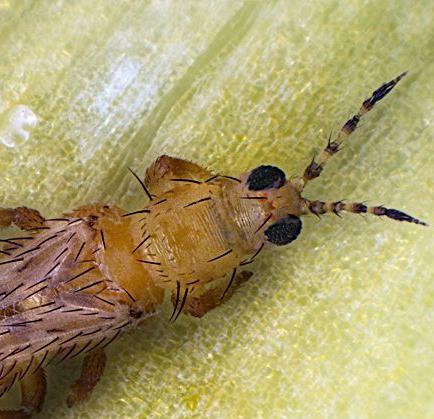 Thrips parvispinus