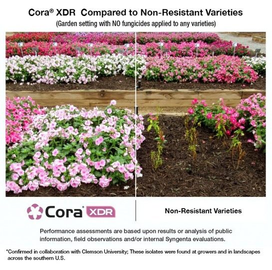 Cora XDR clearly performs better in trial compared to non-resistant varieties - Garden setting with NO funcgicides applied to any variety