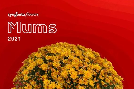 Syngenta Flowers Mums