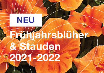 Frühjahrsblüher and Stauden 2021-2022