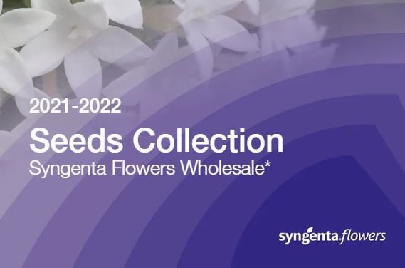 New Collection Syngenta Flowers Wholesale 2020