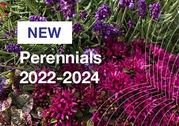 Perennials 2022-2024
