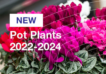 Pot Plants 2022-2024