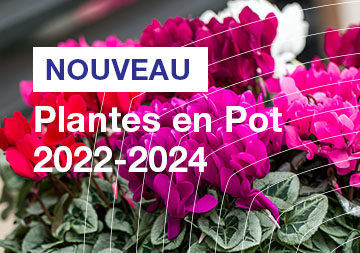 Plantes en Pot 2022/2024