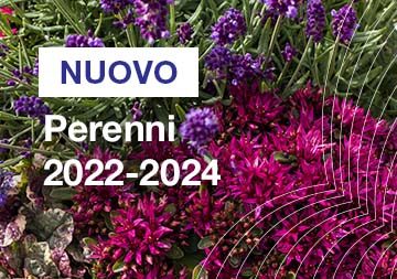 Perenni 2022/2024