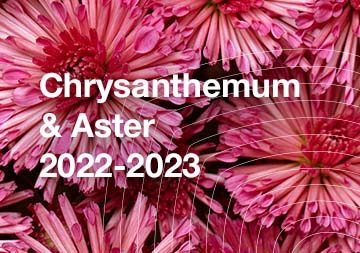 Chrysanthemum 2022/2023