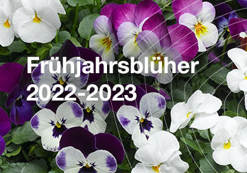 Frühjahrsblüher 2021/2022
